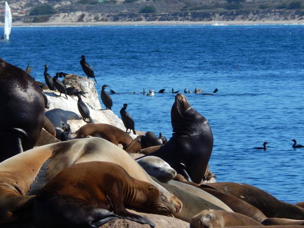 Mye å få med seg med leiebil i Monterey